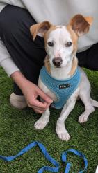 Reunited Male Dog last seen Mira mesa blvd & Camino Ruiz, San Diego, CA 92126