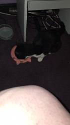 Reunited Female Cat last seen Main street, Lennoxtown , Lennoxtown, Scotland G66 7DN
