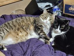 Lost Male Cat last seen South Marion/South Crosby and Joliet, Janesville, WI 53546