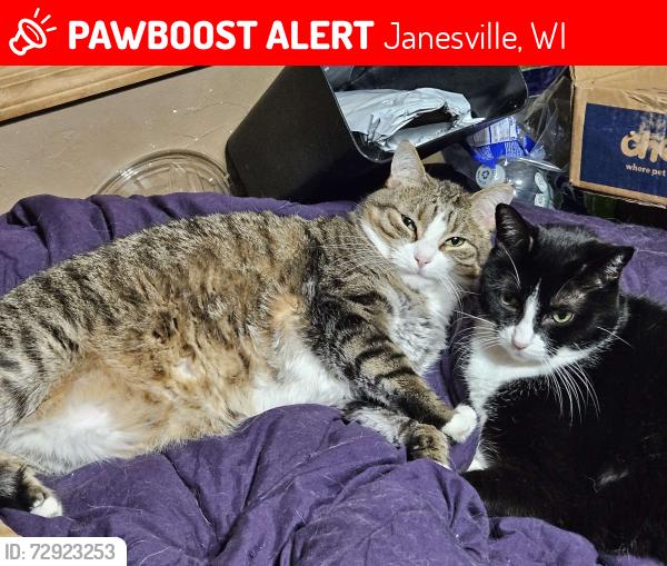 Lost Male Cat last seen South Marion/South Crosby and Joliet, Janesville, WI 53546
