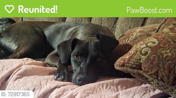 Reunited Female Dog last seen Near jeffrey rd , Rio Rancho, NM 87144