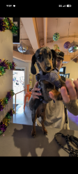 Lost Male Dog last seen Near Bourbon, New Orleans, LA 70130