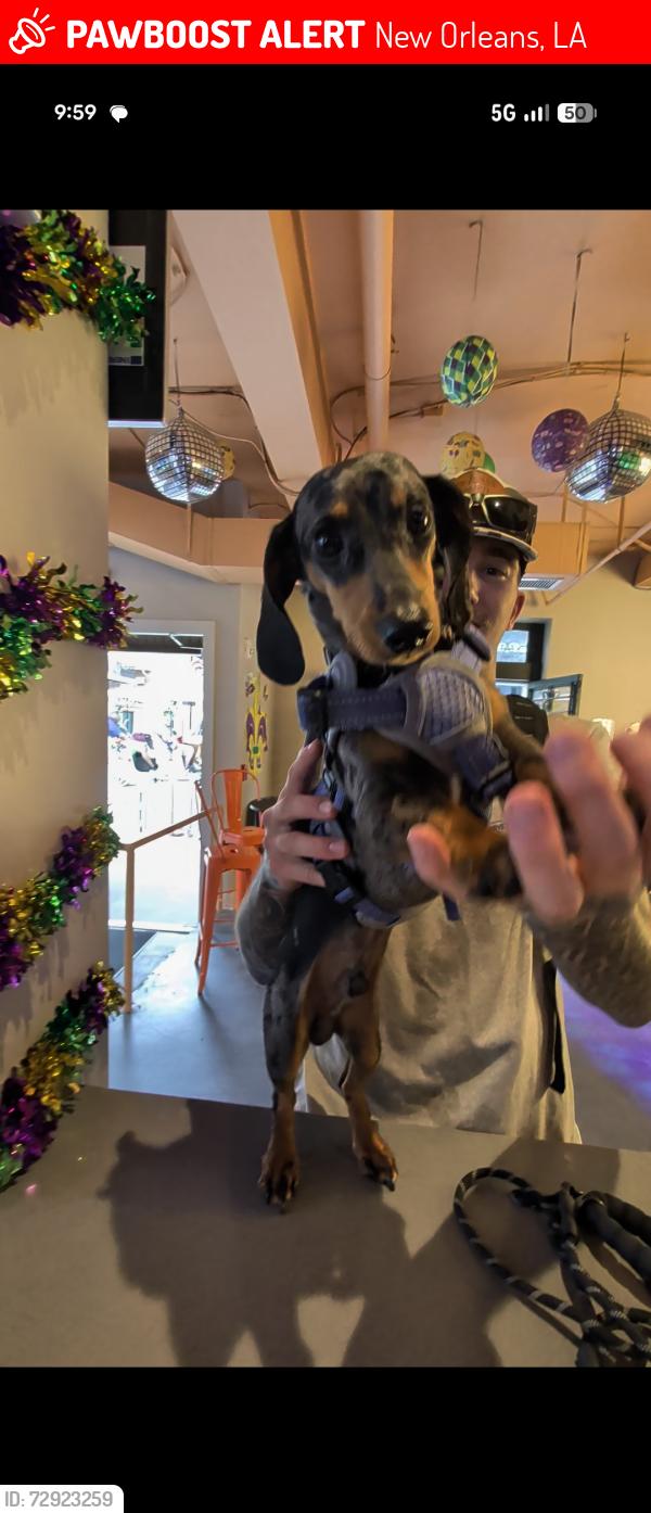 Lost Male Dog last seen Near Bourbon, New Orleans, LA 70130