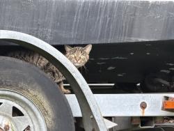 Found/Stray Unknown Cat last seen Almshouse Rd and Jacksonville Rd, Northampton Township, PA 18974