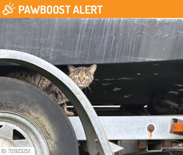 Found/Stray Unknown Cat last seen Almshouse Rd and Jacksonville Rd, Northampton Township, PA 18974