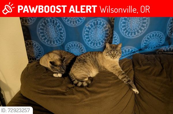 Lost Male Cat last seen Boulder Creek apmts now send alert, Wilsonville, OR 97070