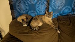 Lost Male Cat last seen Boulder Creek apmts now send alert, Wilsonville, OR 97070