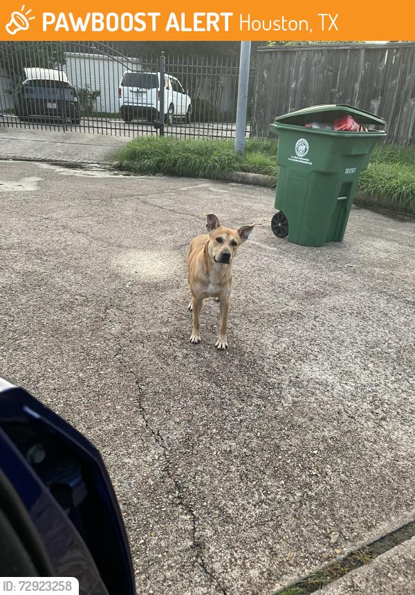 Found/Stray Male Dog last seen neighbors , Houston, TX 77082