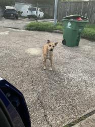 Found/Stray Male Dog last seen neighbors , Houston, TX 77082
