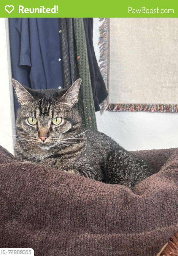 Reunited Female Cat last seen 28th St. & Tyler Ave., Ogden, UT 84403