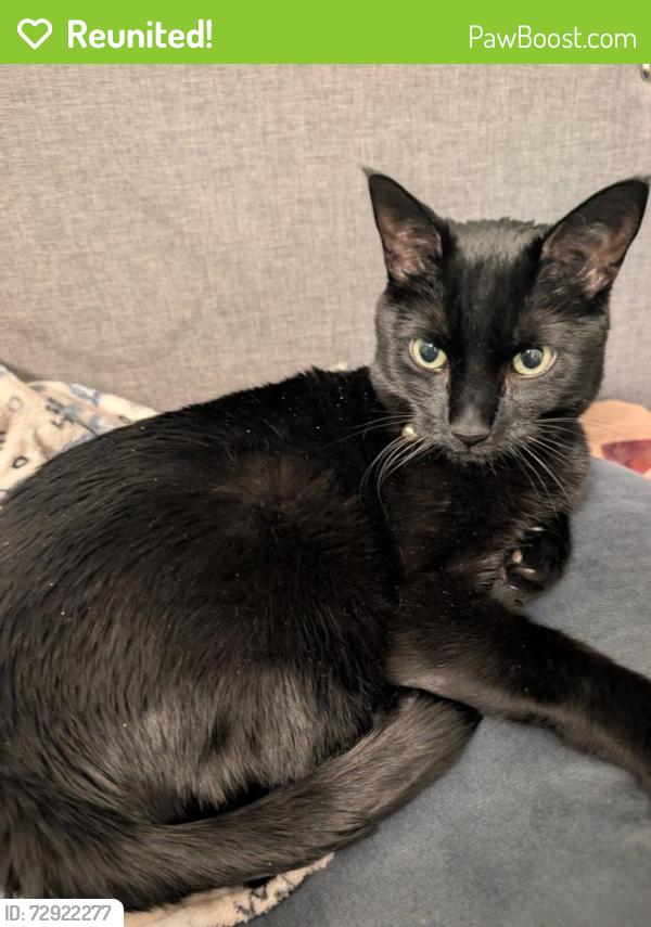 Reunited Male Cat last seen 17th and Roosevelt, Broadview, IL 60155
