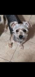 Reunited Male Dog last seen brickyard, Chicago, IL 60707