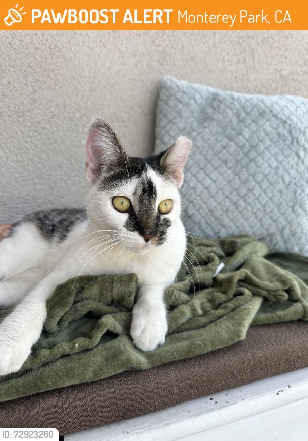Found/Stray Female Cat last seen Wilcox Ave , Monterey Park, CA 91755