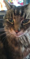Lost Male Cat last seen Ashley Way, Moses Lake, WA 98837