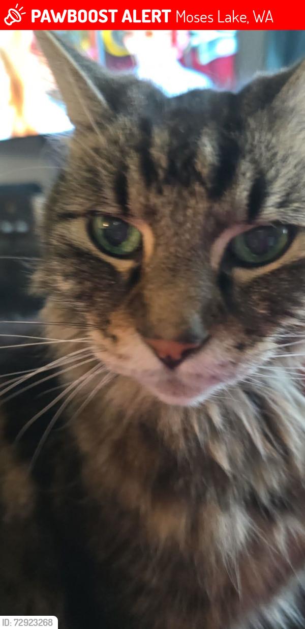 Lost Male Cat last seen Ashley Way, Moses Lake, WA 98837