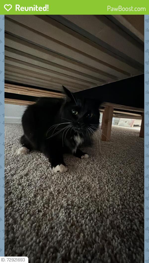 Reunited Unknown Cat last seen Sycamore St and Christensen St, Hinckley, IL 60520