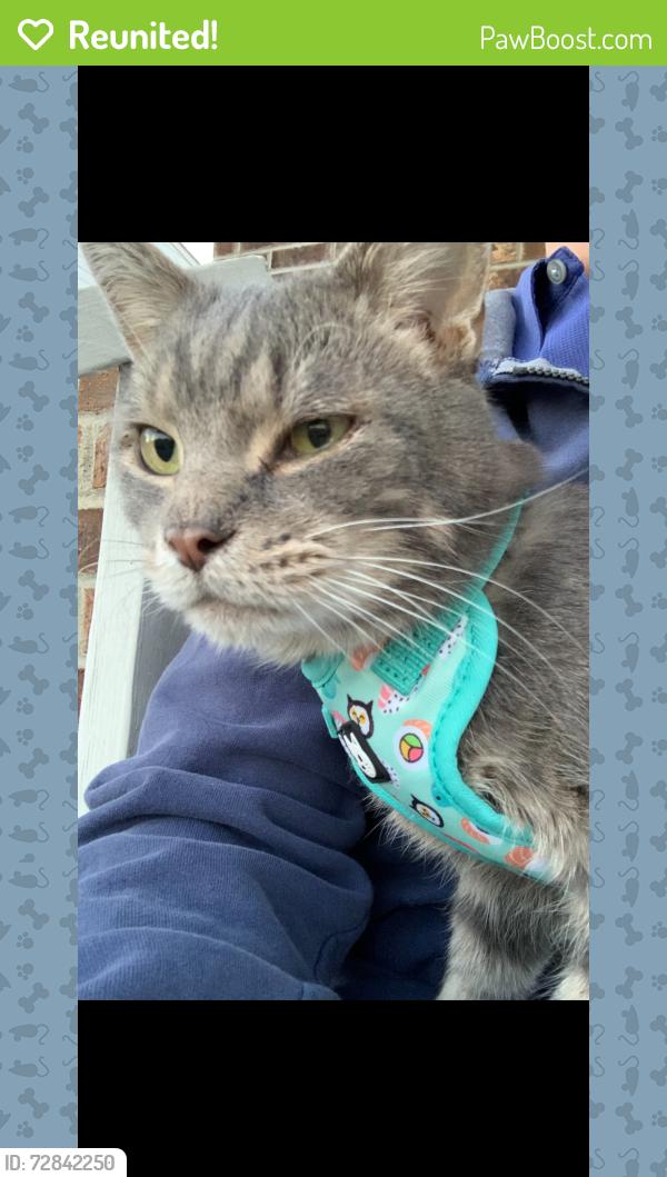 Reunited Male Cat last seen In Monaca, PA on Nimick Ave and Marshall Rd , Monaca, PA 15061