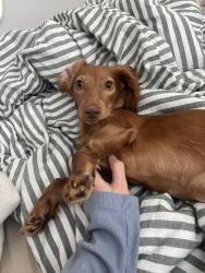 Reunited Female Dog last seen Ran off in the woods by 6080 Mason Creek Cir, Indian Land, SC 29707