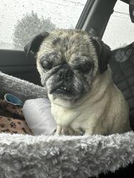 Reunited Unknown Dog last seen Mansfield Webb Rd and Ballweg Rd., Arlington, TX 76002