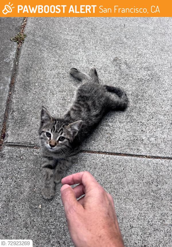 Found/Stray Female Cat last seen Near Grove St (near Painted Ladies side of Alamo Square), San Francisco, CA 94117