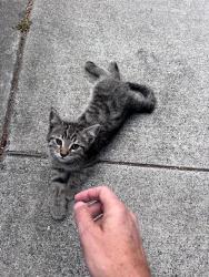 Found/Stray Female Cat last seen Near Grove St (near Painted Ladies side of Alamo Square), San Francisco, CA 94117