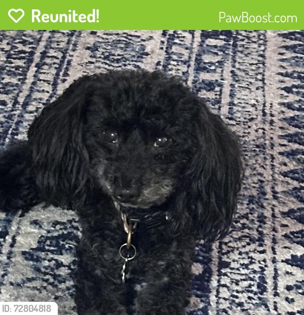 Reunited Male Dog last seen Timberly, Mobile, AL 36609