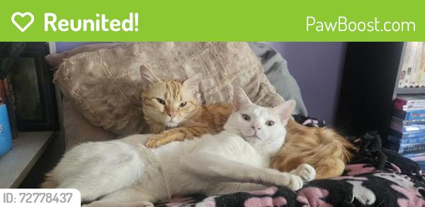 Reunited Male Cat last seen Tulare and Naomi, Burbank, CA 91504