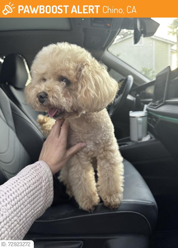Found/Stray Male Dog last seen Rutgers & Lafayette COLLEGE PARK/CHINO, Chino, CA 91710