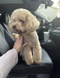 Found/Stray Male Dog last seen Rutgers & Lafayette COLLEGE PARK/CHINO, Chino, CA 91710