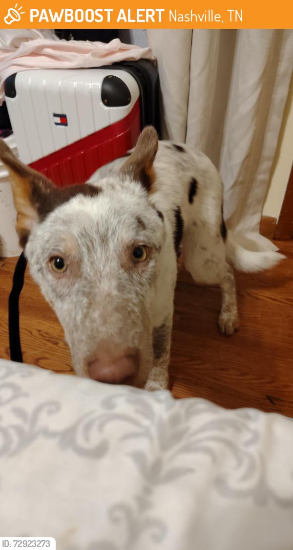 Found/Stray Male Dog last seen Haywood Lane, Nashville, TN 37013