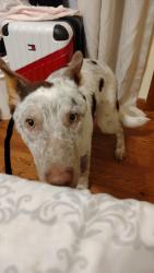 Found/Stray Male Dog last seen Haywood Lane , Nashville, TN 37013