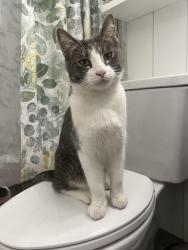 Found/Stray Unknown Cat last seen Sunnybrook and Birchwood, Naperville, IL 60540