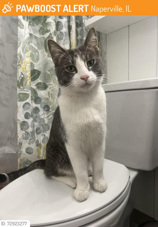 Found/Stray Unknown Cat last seen Sunnybrook and Birchwood, Naperville, IL 60540