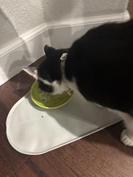 Reunited Female Cat last seen blackhawk drive and steeplechase drive, Windsor, CO 80550