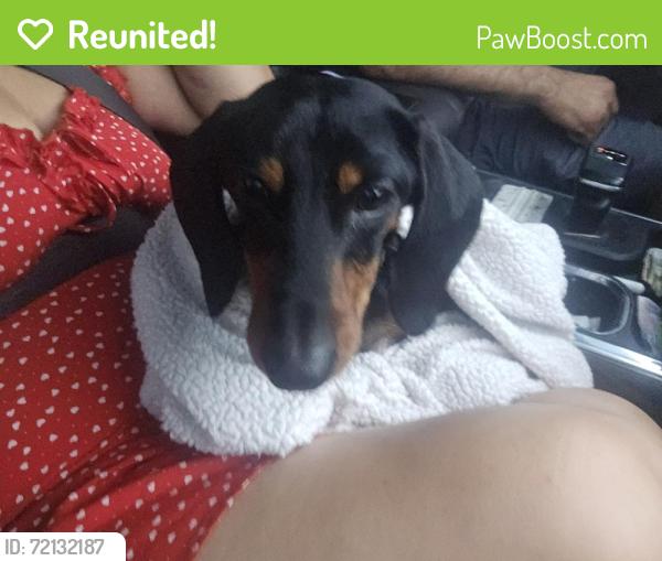 Reunited Male Dog last seen Tamiami C Road, Miami, FL 33144