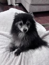 Reunited Male Dog last seen Western Harnett High School, Lillington, NC 27546