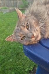 Found/Stray Female Cat last seen Livingston Ave, Columbus, OH 43206