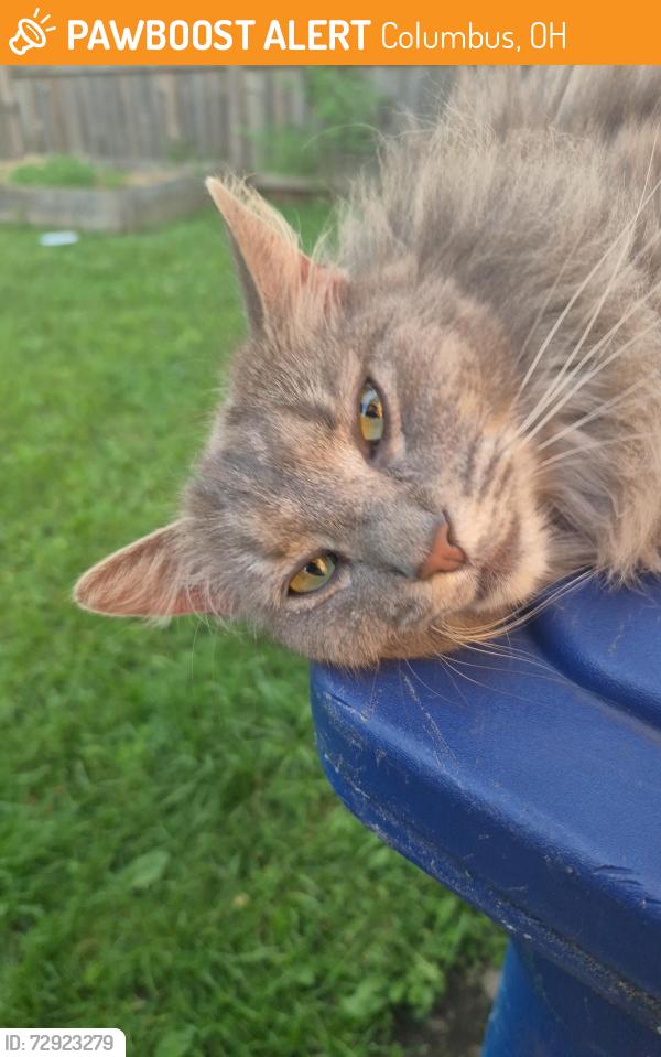 Found/Stray Female Cat last seen Livingston Ave, Columbus, OH 43206