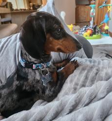 Lost Male Dog last seen Concrete cowboy club, New Orleans, LA 70130