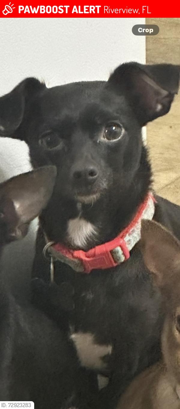Lost Female Dog last seen Brenford crest Drive Riverview Fl (Royal Lakes), Riverview, FL 33579