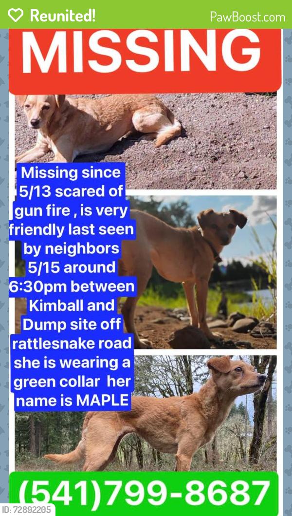 Reunited Female Dog last seen Kimball and Rattlesnake road , Dexter, OR 97431