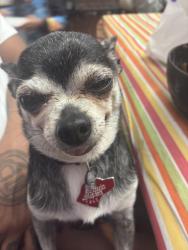 Reunited Male Dog last seen 5th and bates Ave , Saint Paul, MN 55106