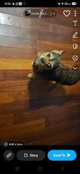 Lost Male Dog last seen West 6th street 408, Ada, OK 74820