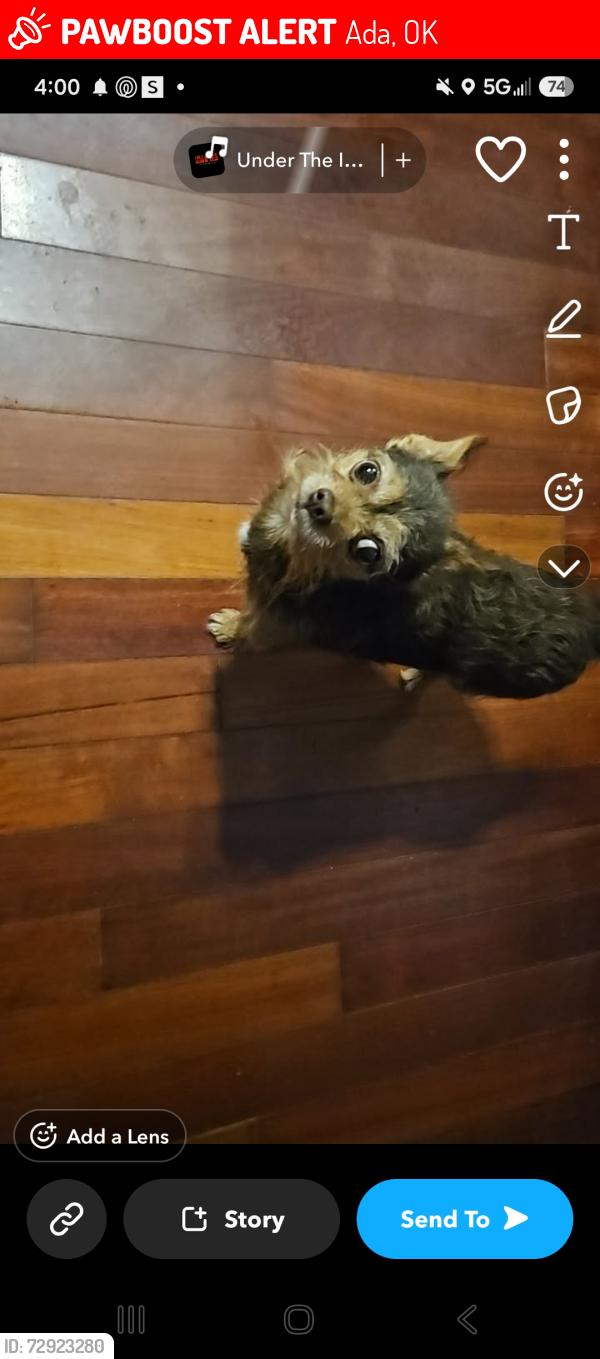 Lost Male Dog last seen West 6th street 408, Ada, OK 74820