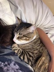 Reunited Male Cat last seen Saint George street and San Francisco street , Spring Valley, CA 91977