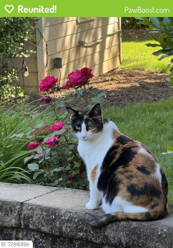 Reunited Female Cat last seen Corner of sunset and Poindexter , Charlotte, NC 28209