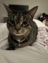 Reunited Male Cat last seen Near chalkwell drive Midlothian va 23113, Midlothian, VA 23113