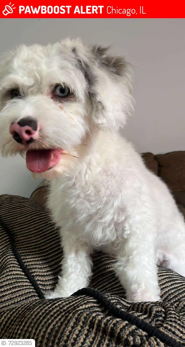 Lost Male Dog last seen Kostner av y armitage , Chicago, IL 60639