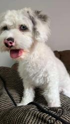 Lost Male Dog last seen Kostner av y armitage , Chicago, IL 60639