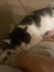 Lost Male Cat last seen Riverwoods HOA Akron, Akron, OH 44313